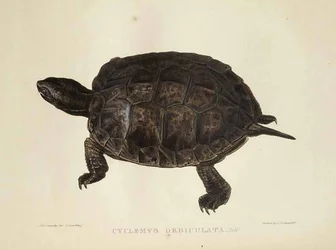 Rundschildkröte
